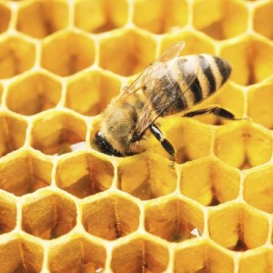 abeille-miel-plonger